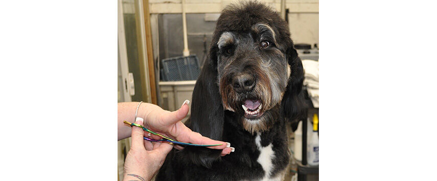 Grooming the Bernadoodle